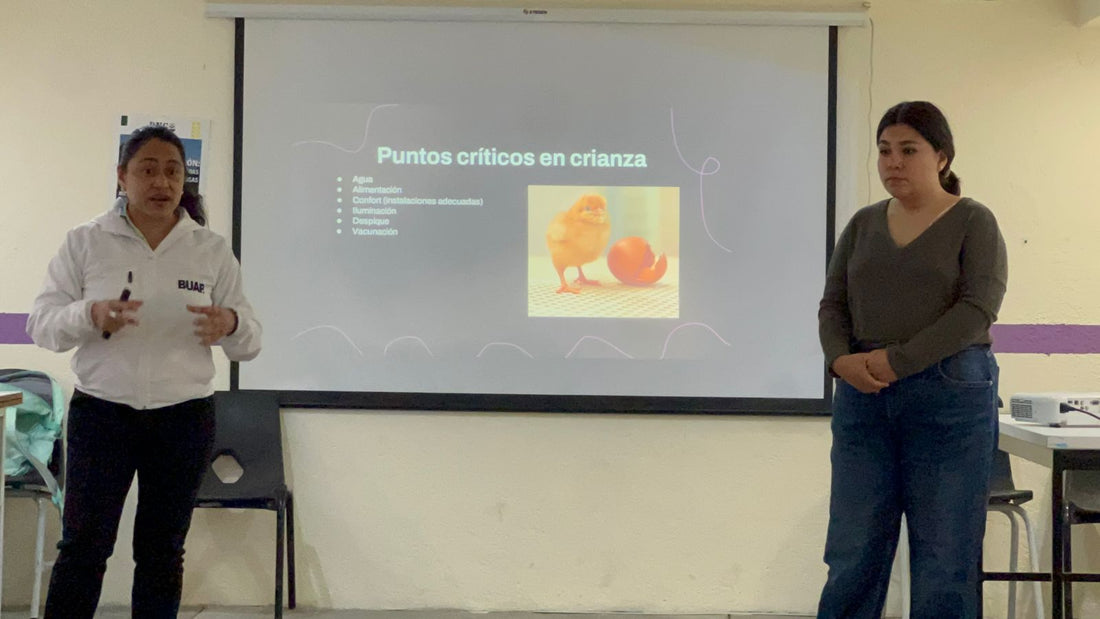 Preparando un hogar para 200 gallinas ponedoras: capacitación en San Jerónimo Tecuanipan